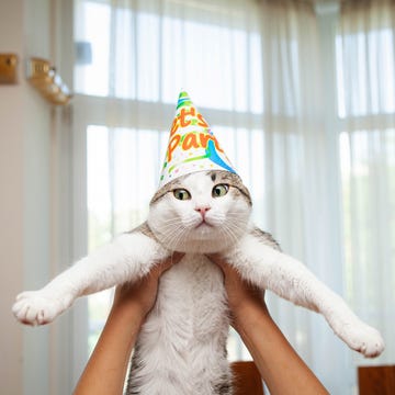 funny portrait of a birthday cat wearing party hat