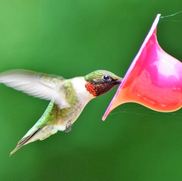 close up of hummingbird flying by hummingbird,marlboro,new jersey,united states,usa