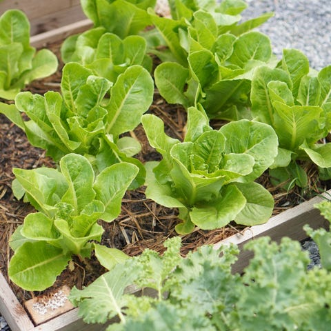 Kale