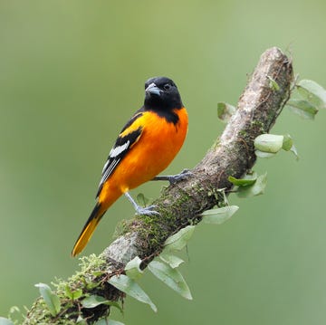 oriole perched on a tree branch